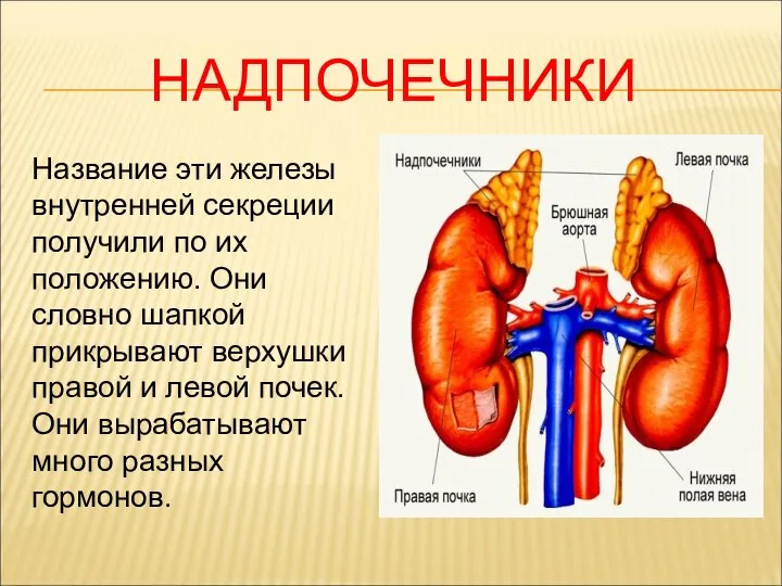 НАДПОЧЕЧНИКИ Название эти железы внутренней секреции получили по их положению. Они