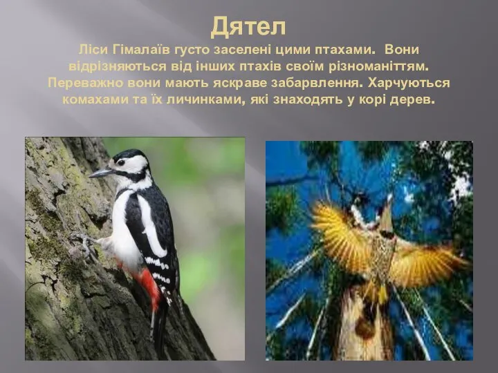 Дятел Ліси Гімалаїв густо заселені цими птахами. Вони відрізняються від інших