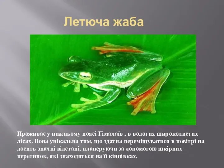 Летюча жаба Проживає у нижньому поясі Гімалаїв , в вологих широколистих