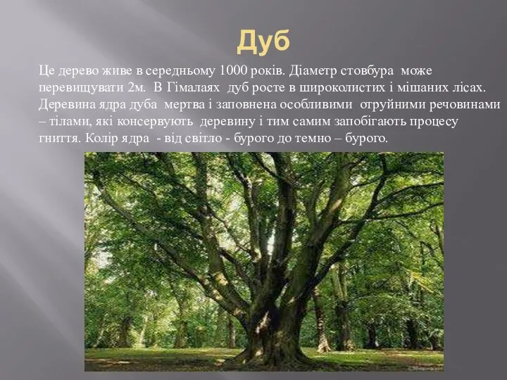 Дуб Це дерево живе в середньому 1000 років. Діаметр стовбура може