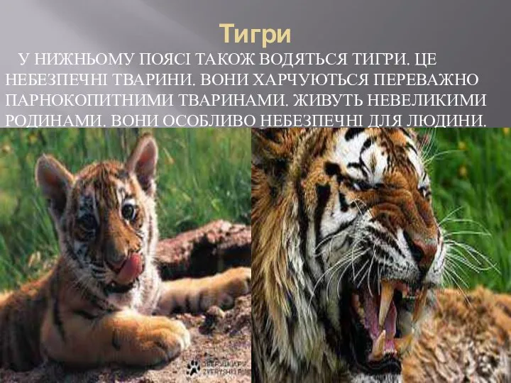 Тигри У НИЖНЬОМУ ПОЯСІ ТАКОЖ ВОДЯТЬСЯ ТИГРИ. ЦЕ НЕБЕЗПЕЧНІ ТВАРИНИ. ВОНИ