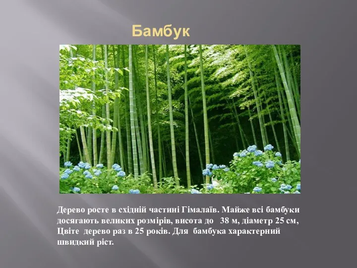 Бамбук Дерево росте в східній частині Гімалаїв. Майже всі бамбуки досягають