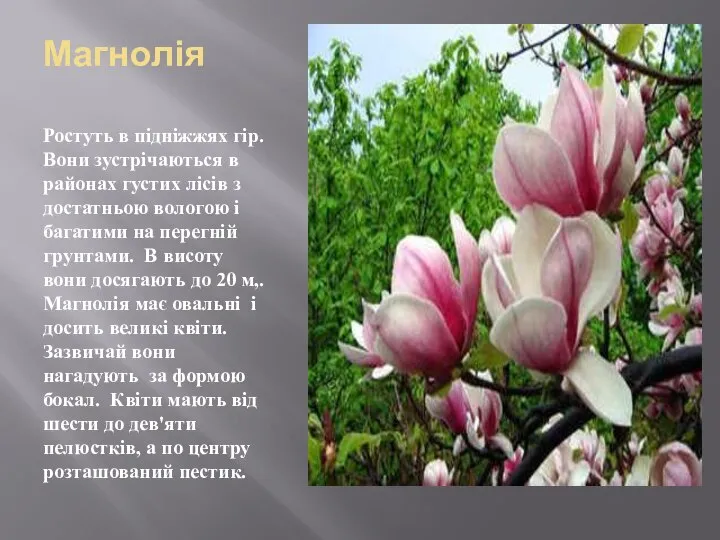 Магнолія Ростуть в підніжжях гір. Вони зустрічаються в районах густих лісів