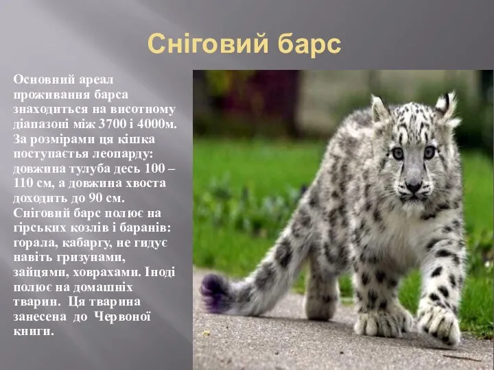 Сніговий барс Основний ареал проживання барса знаходиться на висотному діапазоні між