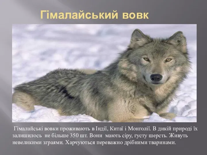 Гімалайський вовк Гімалайські вовки проживають в Індії, Китаї і Монголії. В