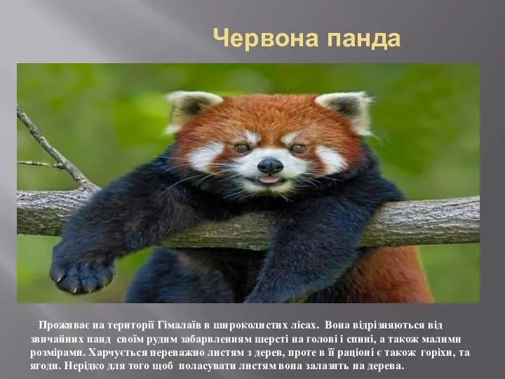 Червона панда Проживає на території Гімалаїв в широколистих лісах. Вона відрізняються