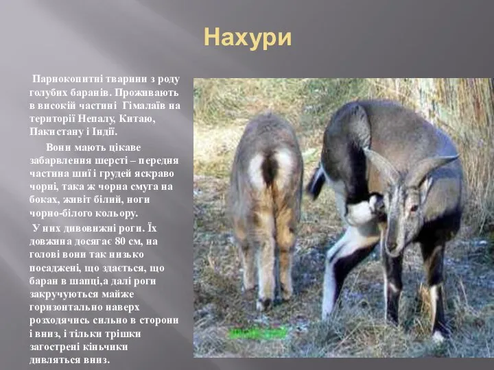 Нахури Парнокопитні тварини з роду голубих баранів. Проживають в високій частині