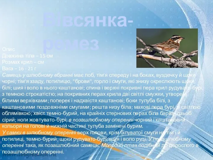 Вівсянка-ремез Опис Довжина тіла – 15 см Розмах крил – см