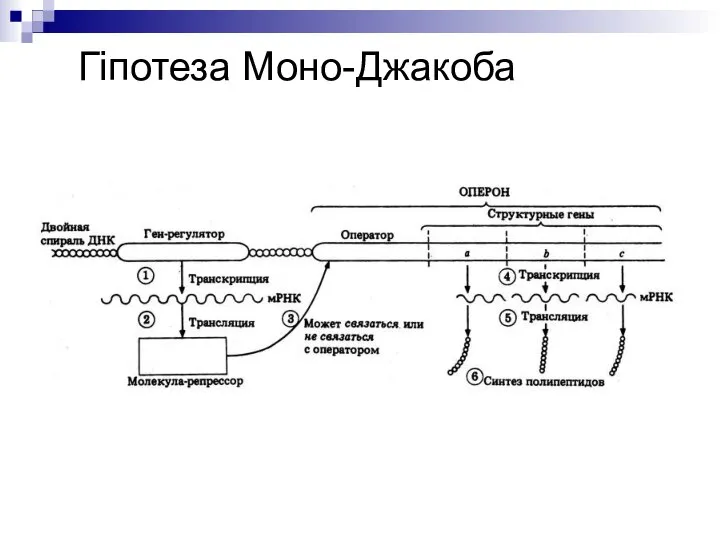 Гіпотеза Моно-Джакоба