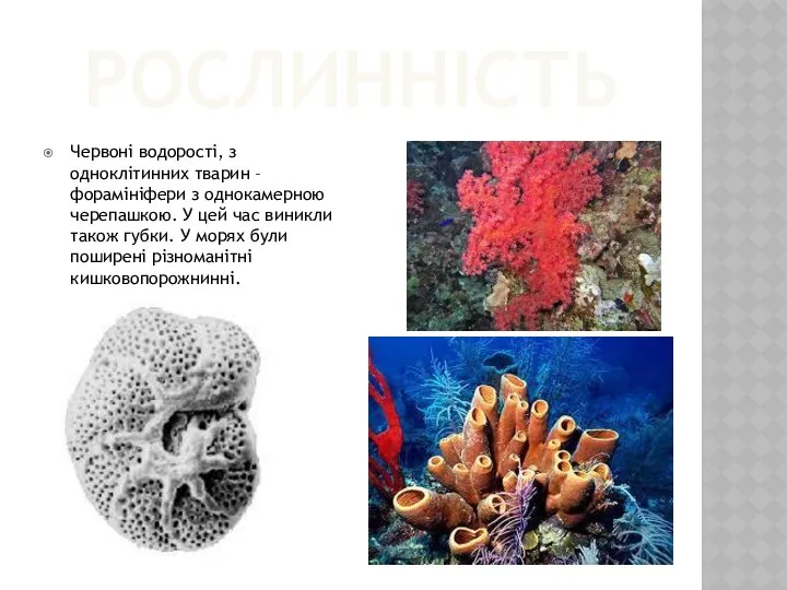 Рослинність Червоні водорості, з одноклітинних тварин – форамініфери з однокамерною черепашкою.