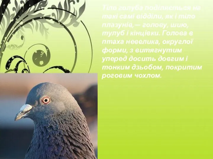 Тіло голуба поділяється на такі самі відділи, як і тіло плазу­нів,—