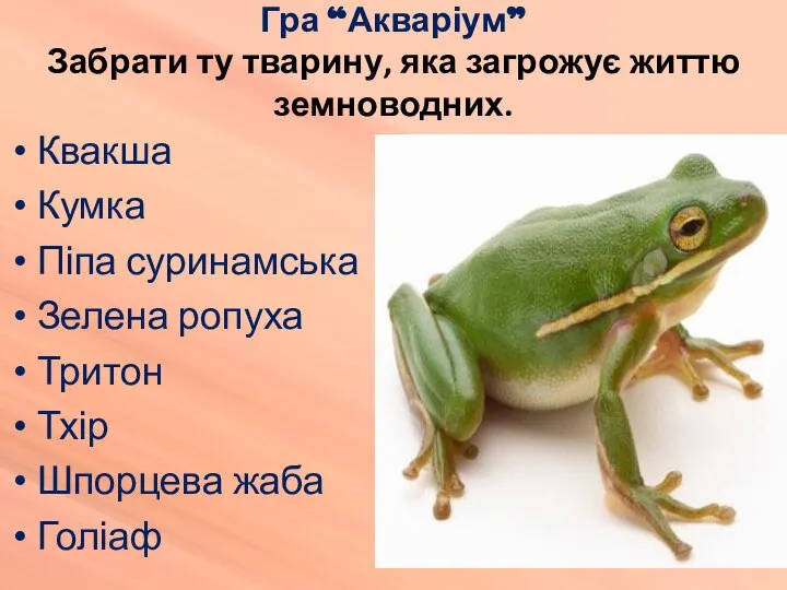Квакша Кумка Піпа суринамська Зелена ропуха Тритон Тхір Шпорцева жаба Голіаф