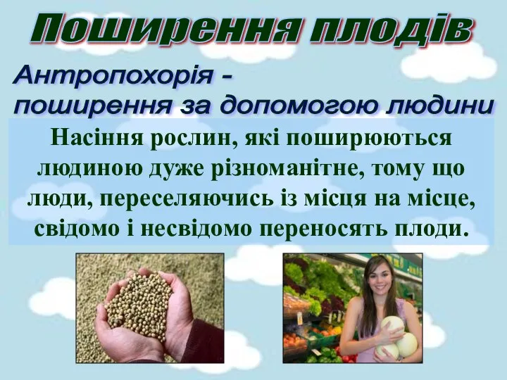 Поширення плодів Антропохорія - поширення за допомогою людини Насіння рослин, які