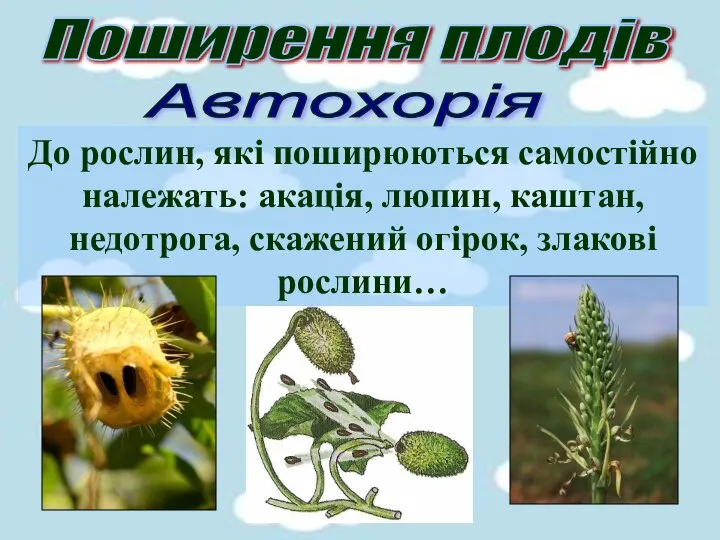 Поширення плодів Автохорія До рослин, які поширюються самостійно належать: акація, люпин,