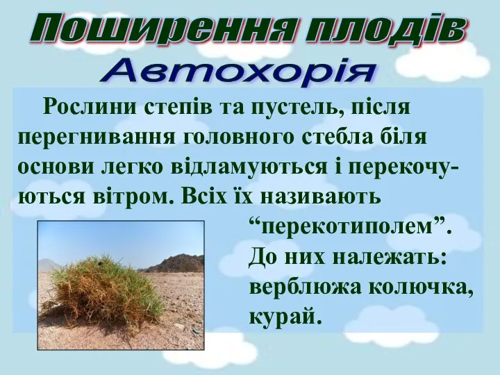 Поширення плодів Автохорія Рослини степів та пустель, після перегнивання головного стебла