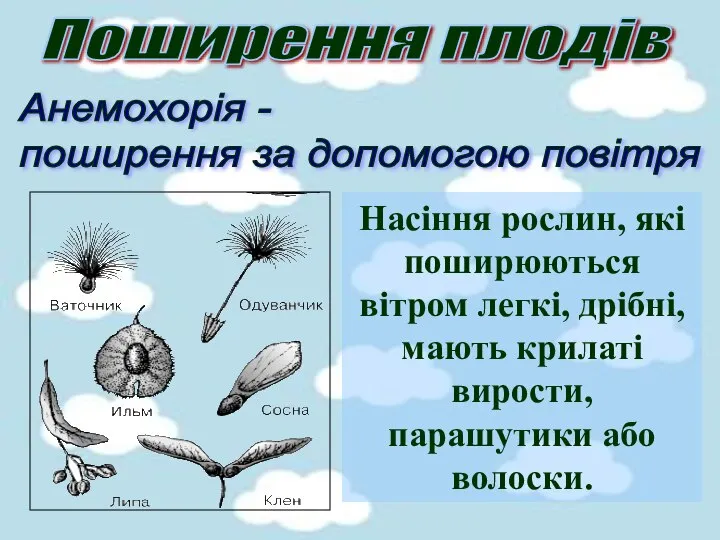 Насіння рослин, які поширюються вітром легкі, дрібні, мають крилаті вирости, парашутики