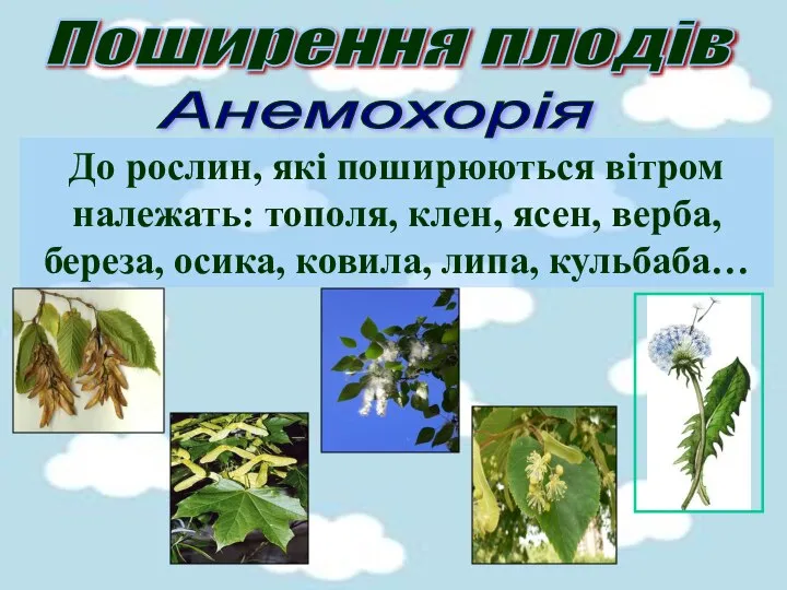 Поширення плодів Анемохорія До рослин, які поширюються вітром належать: тополя, клен,