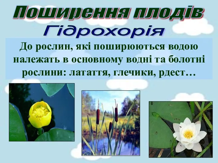 Поширення плодів Гідрохорія До рослин, які поширюються водою належать в основному