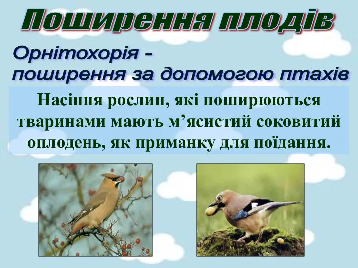 Поширення плодів Орнітохорія - поширення за допомогою птахів Насіння рослин, які