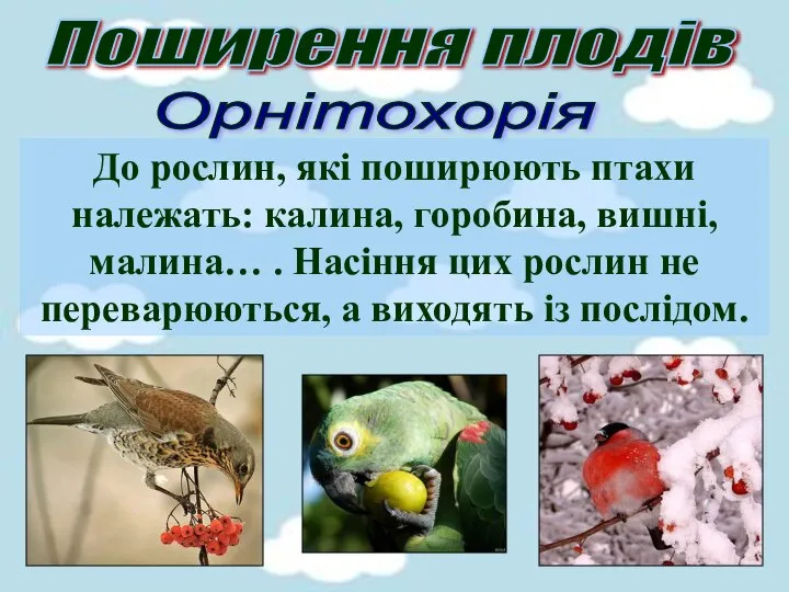 Поширення плодів Орнітохорія До рослин, які поширюють птахи належать: калина, горобина,