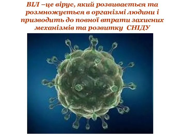 ВІЛ –це вірус, який розвивається та розмножується в організмі людини і