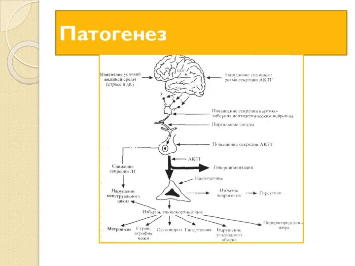 Патогенез