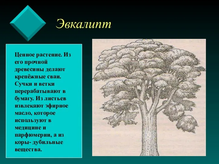 Эвкалипт Ценное растение. Из его прочной древесины делают крепёжные сваи. Сучки