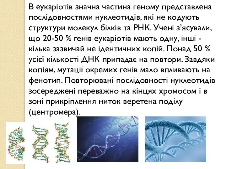 В еукаріотів значна частина геному представлена послідовностями нуклеотидів, які не кодують