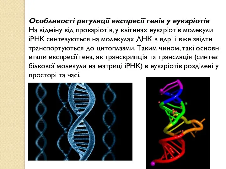 Особливості регуляції експресії генів у еукаріотів На відміну від прокаріотів, у