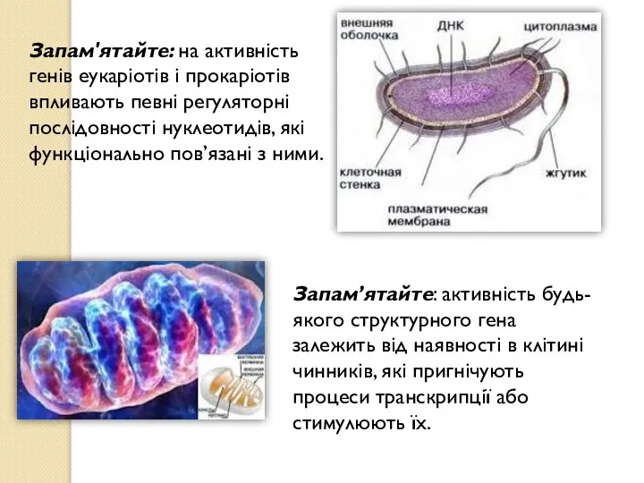 Запам'ятайте: на активність генів еукаріотів і прокаріотів впливають певні регуляторні послідовності