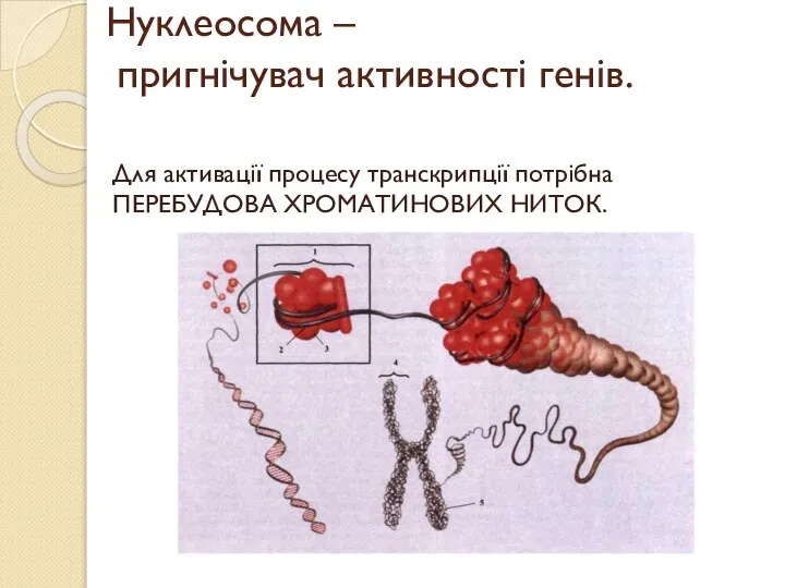 Нуклеосома – пригнічувач активності генів. Для активації процесу транскрипції потрібна ПЕРЕБУДОВА ХРОМАТИНОВИХ НИТОК.