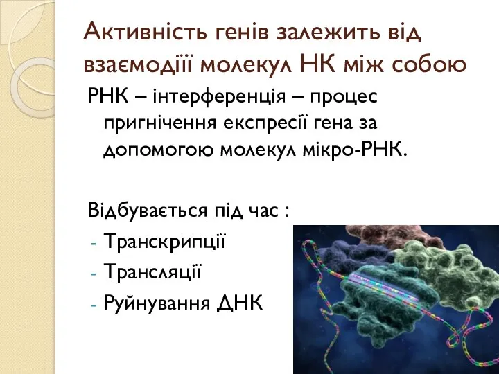 Активність генів залежить від взаємодіїї молекул НК між собою РНК –