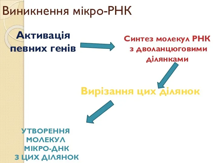 Виникнення мікро-РНК Активація певних генів Синтез молекул РНК з дволанцюговими ділянками