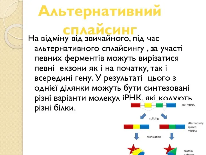 Альтернативний сплайсинг На відміну від звичайного, під час альтернативного сплайсингу ,