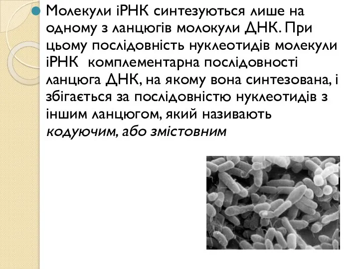 Молекули іРНК синтезуються лише на одному з ланцюгів молокули ДНК. При