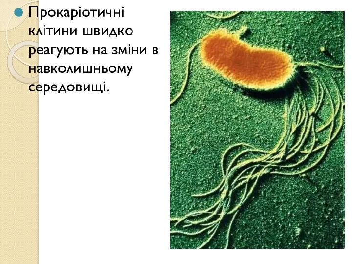 Прокаріотичні клітини швидко реагують на зміни в навколишньому середовищі.