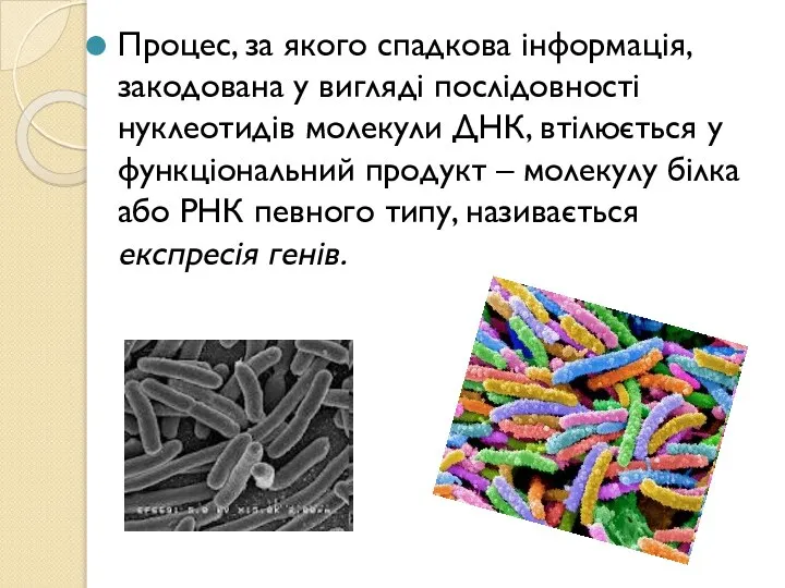 Процес, за якого спадкова інформація, закодована у вигляді послідовності нуклеотидів молекули