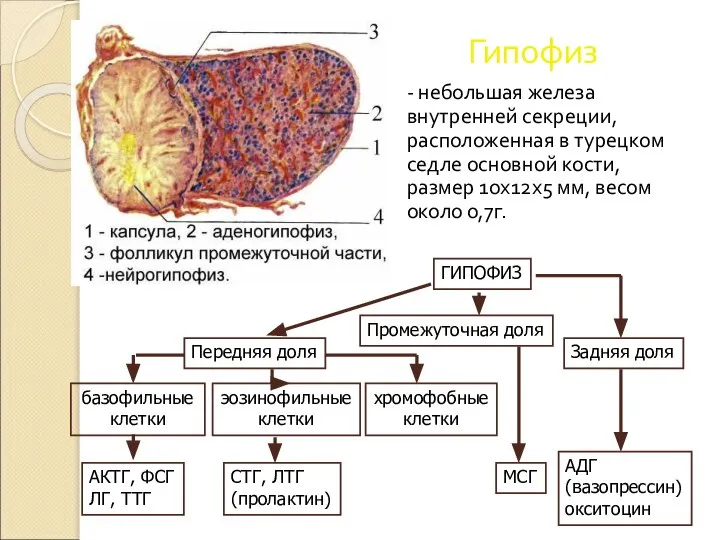 Гипофиз - небольшая железа внутренней секреции, расположенная в турецком седле основной