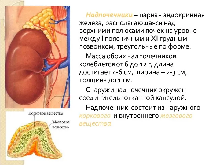 Надпочечники – парная эндокринная железа, располагающаяся над верхними полюсами почек на