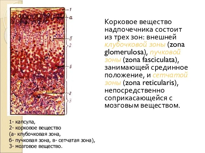 Корковое вещество надпочечника состоит из трех зон: внешней клубочковой зоны (zona