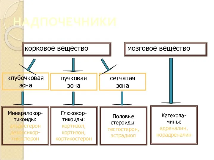 НАДПОЧЕЧНИКИ