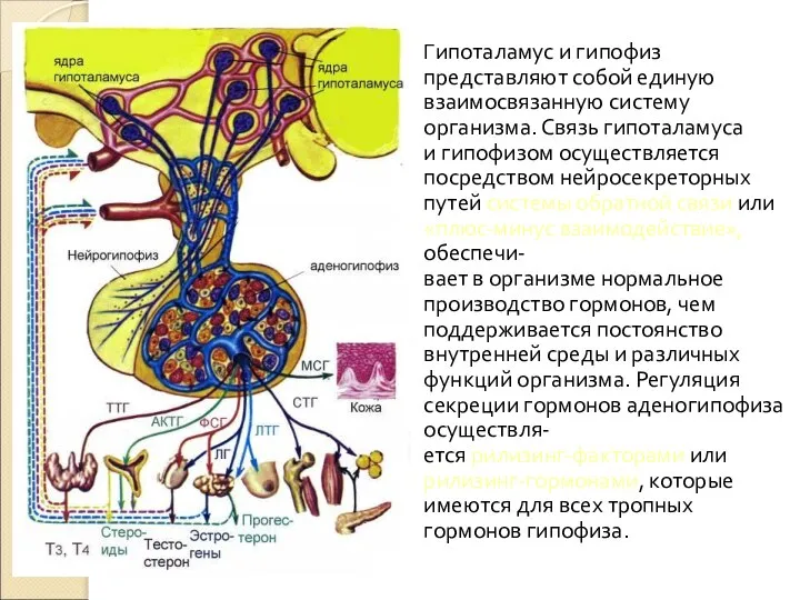 Гипоталамус и гипофиз представляют собой единую взаимосвязанную систему организма. Связь гипоталамуса