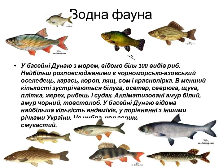 Водна фауна У басейні Дунаю з морем, відомо біля 100 видів