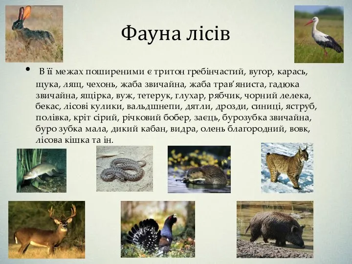 Фауна лісів В її межах поширеними є тритон гребінчастий, вугор, карась,