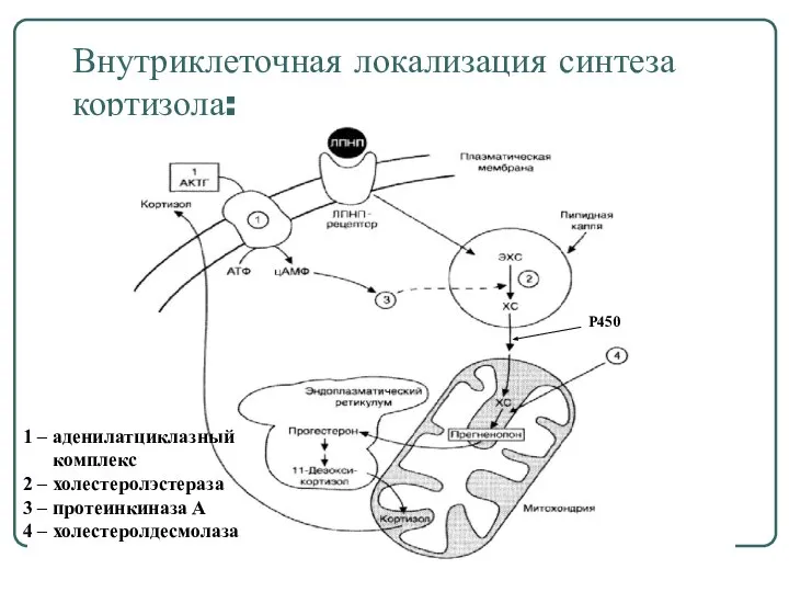 Внутриклеточная локализация синтеза кортизола: 1 – аденилатциклазный комплекс 2 – холестеролэстераза