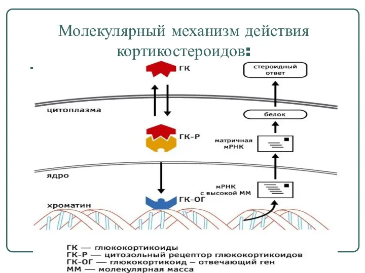 Молекулярный механизм действия кортикостероидов: