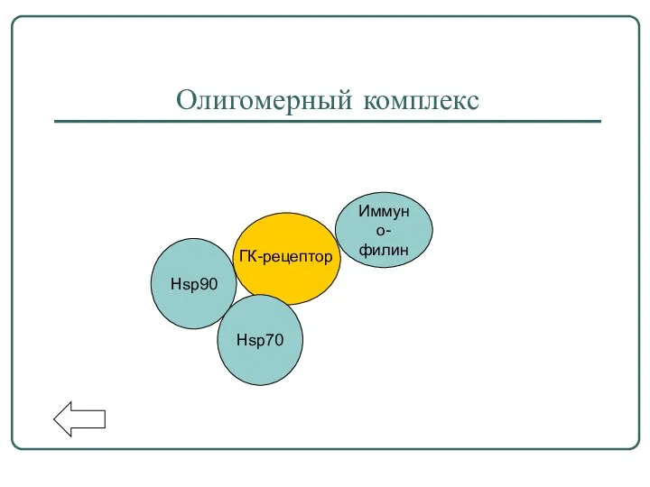 ГК-рецептор Иммуно- филин Hsp90 Hsp70 Олигомерный комплекс