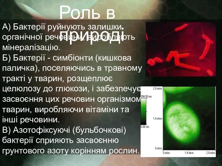 Роль в природі А) Бактерії руйнують залишки органічної речовини, виробляють мінералізацію.