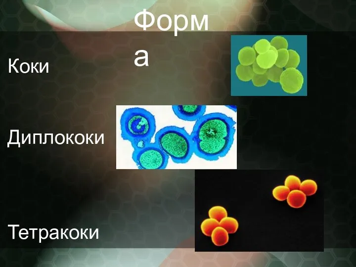 Форма Коки Диплококи Тетракоки