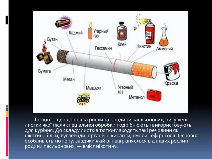 Тютюн — це однорічна рослина з родини пасльонових, висушені листки якої